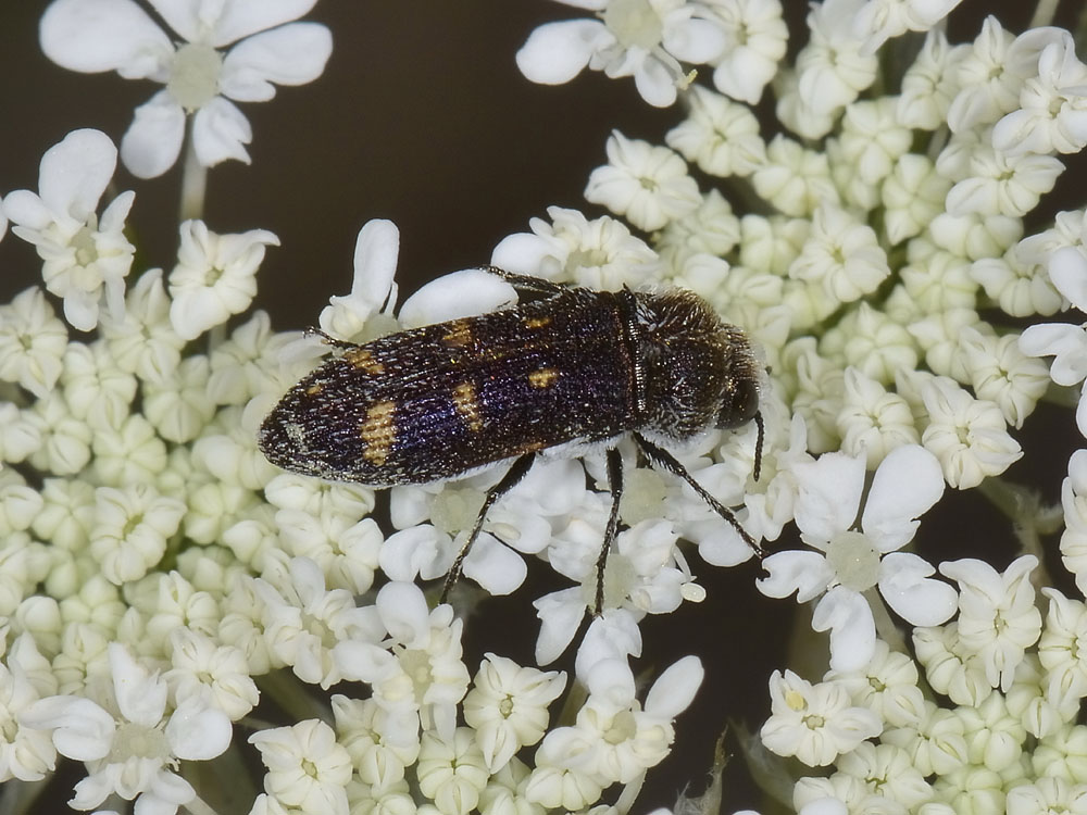 Acmaeoderella flavofasciata